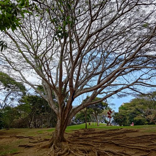 Trädrötter, utbredning, exponerade