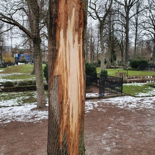 Trädvandal, Malmö, Gamla kyrkogården